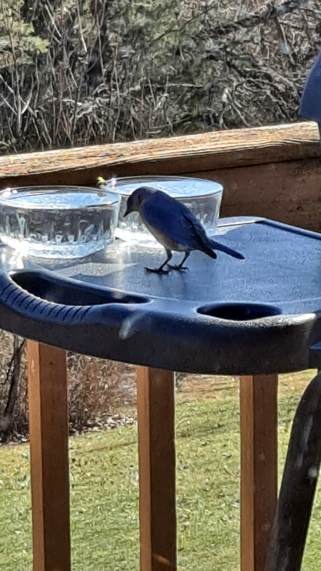 Eastern Bluebird at The Schloss Watering Hole
